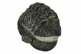 Bargain, Enrolled Austerops Trilobite - Morocco #119043-4